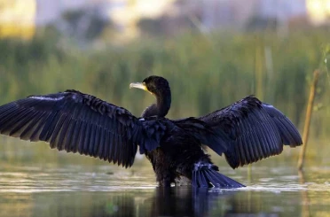 Ekşisu Sazlığı, 149 kuş türüne ev sahipliği yapıyor 