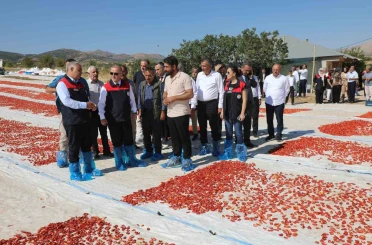 Elazığ’da 100 bin 352 ton domates rekoltesi bekleniyor 