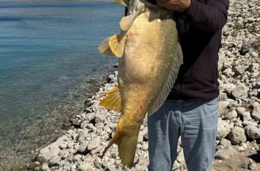 Elazığ’da 21 kiloluk dev sazan avlandı 