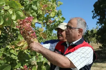 Elazığ’da 38 ton Antep fıstığı rekoltesi bekleniyor
