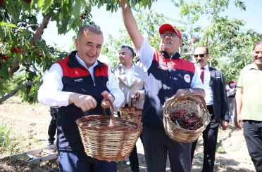 Elazığ’da 7 bin dekar alanda kiraz hasadı devam ediyor 