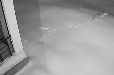 Elazığ’da aç kalan yaban hayvanları köye indi 