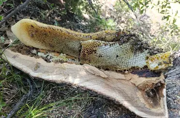 Elazığ’da ağaç kovuğundan kilo kilo bal çıktı
