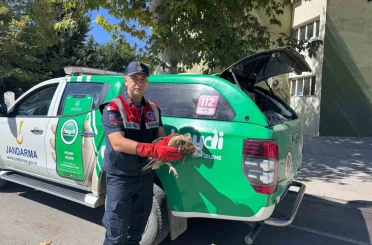 Elazığ’da akbaba yavrusu koruma altına alındı 