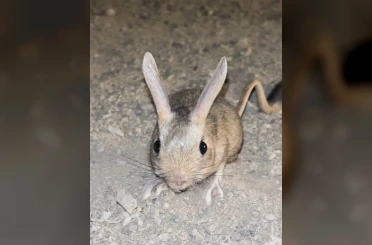 Elazığ’da Arap tavşanı görüntülendi 