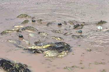 Elazığ’da av yasağı denetimi: 3 bin 90 metre ağ ele geçirildi 