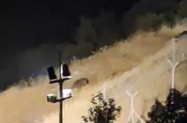 Elazığ’da ayılar kış uykusu öncesi yiyecek ararken görüntülendi 