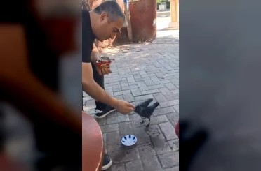 Elazığ’da bir vatandaş, kargayı elleriyle besledi 