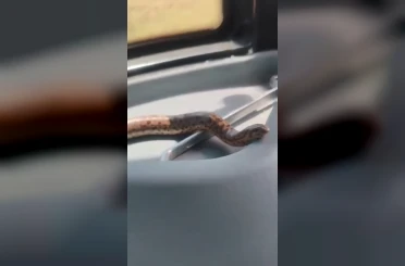Elazığ’da bir vatandaş, yakaladığı yılanı traktörle gezdirdi 