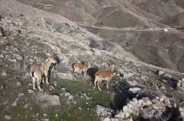 Elazığ’da dağ keçileri dron ile görüntülendi 