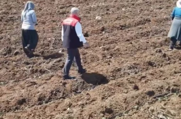 Elazığ’da domates üretiminde yeni sezon başladı 