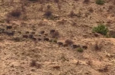 Elazığ’da domuz sürüsü görüntülendi 