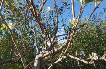 Elazığ’da elma ağacı çiçek açtı 