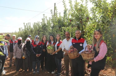 Elazığ’da elma hasadı 