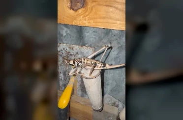 Elazığ’da etçil çekirgeler görüntülendi 