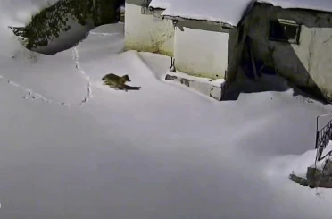 Elazığ’da evin çevresinde yiyecek arayan kurt kamerada 