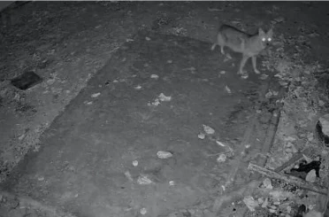 Elazığ’da evin etrafında yiyecek arayan çakal kamerada 