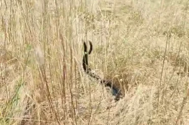 Elazığ’da iki yılanın dansı görüntülendi 