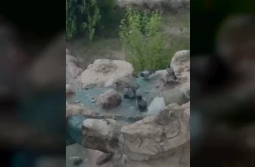 Elazığ’da kavurucu sıcaktan bunalan güvercinler suyla serinledi 