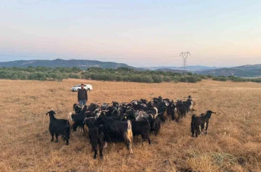 Elazığ’da kaybolan 30 keçi dron destekli çalışmayla bulundu 