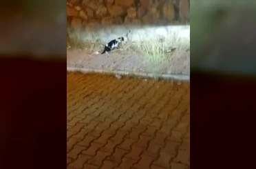 Elazığ’da kedi ile yılanın mücadelesi kamerada 