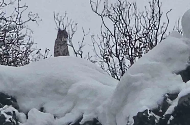 Elazığ’da koruma altındaki vaşak görüntülendi 