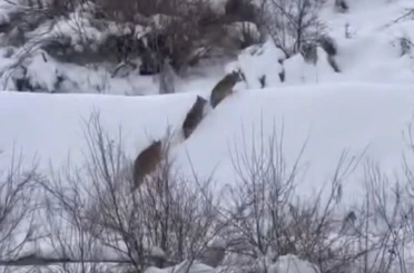 Elazığ’da kurt sürüsü görüldü 