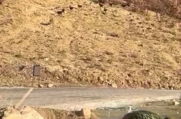 Elazığ’da nesli tükenme tehdidi altında olan dağ keçileri görüldü 