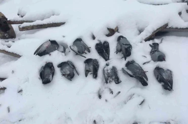 Elazığ’da onlarca güvercin donarak telef oldu 