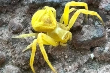 Elazığ’da Sarı Yengeç örümceği görüldü