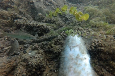 Elazığ’da su altı harikaları kayda alınıyor 