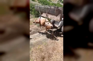 Elazığ’da uçurumdan yuvarlanan inek kurtarıldı 