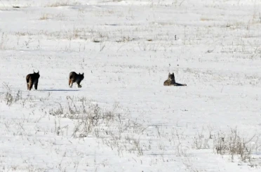 Elazığ’da vaşak ailesi görüntülendi 