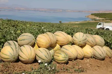 Elazığ’da yaklaşık 20 ton kavun hasadı bekleniyor
