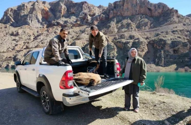 Elazığ’da yaralı dağ keçisi için ekipler seferler oldu 