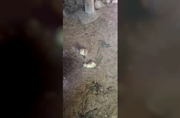 Elazığ’da yılan kümesteki 5 kaz yavrusunu telef etti 