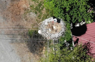 Elektrik direğindeki yuva 23 yıldır leylek ailesine ev sahipliği yapıyor 