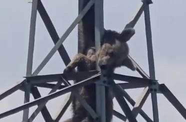 Elektrik direğine tırmanan ayı telef oldu 