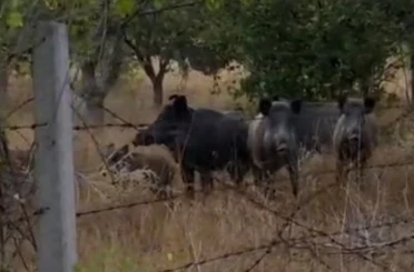 Elmadağ’da tarlada domuz sürüsü görüldü 