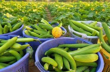Emcelli’nin doğal acuru tezgahlardaki yerini aldı 