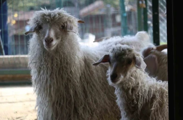 Endemik Vadi’de Ankara’nın 4 beyazı 