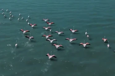Erçek Gölü’nde jandarmadan flamingo nöbeti 