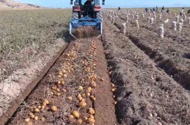 Erciş’te patates hasadı başladı 