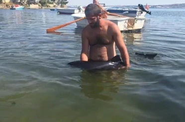 Erdek’te karaya vuran yavru yunus seferberliği 