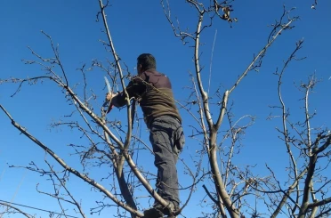 Erzincan çiftçisine ‘budama’ uyarısı 