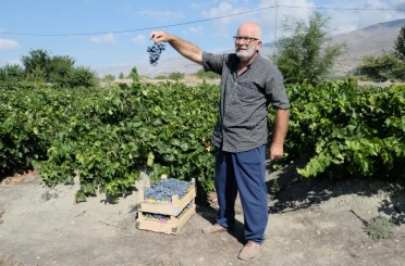 Erzincan Cimin üzümünde hasat başladı: Sofralıkta eşsiz, şarapta kullanılamaz 