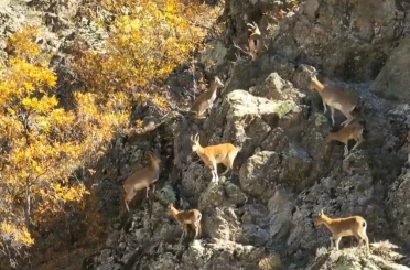 Erzincan dağlarında yaban keçileri görüntülendi 