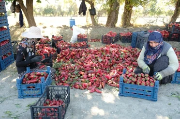 Erzincan’da 100 tonluk üretim hedefi gerçek oldu! 