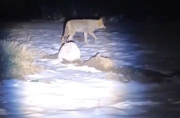 Erzincan’da aç kalan kurtlar köye indi 