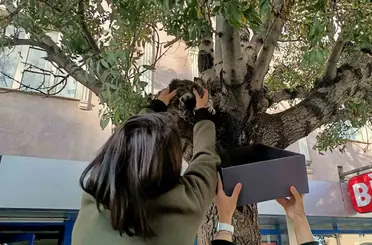 Erzincan’da ağaca çıkan yavru kedi yaş mamayla ikna edilerek kurtarıldı
